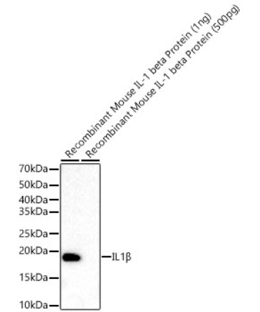 IL1Beta Rabbit Monoclonal Antibody