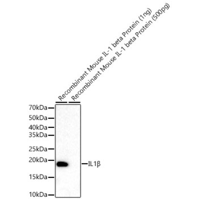 IL1Beta Rabbit Monoclonal Antibody