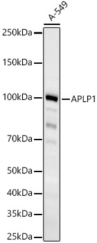 APLP1 Rabbit Monoclonal Antibody