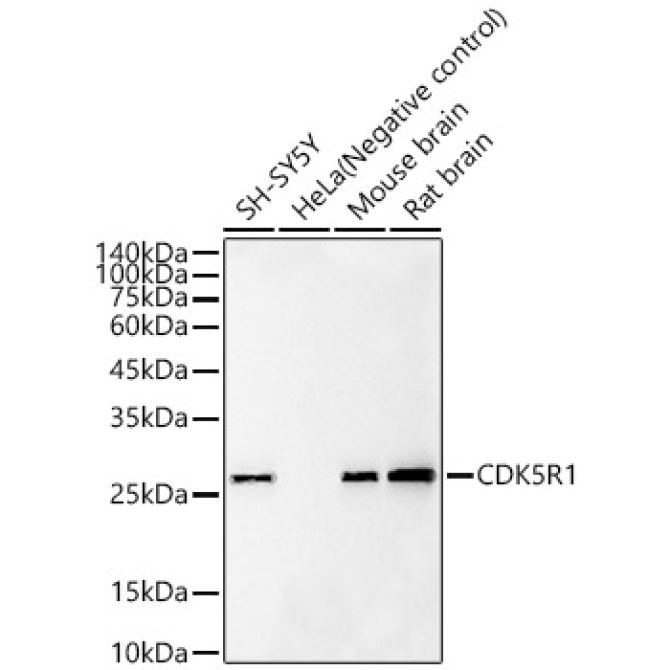CDK5R1 Rabbit Monoclonal Antibody