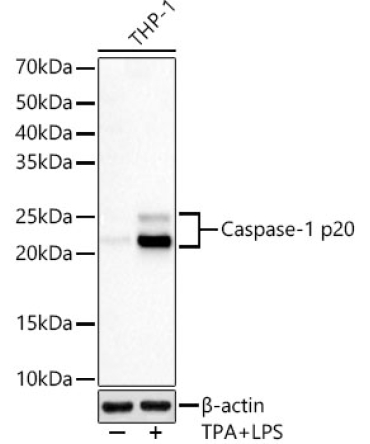 Caspase-1 Rabbit Monoclonal Antibody