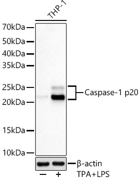 Caspase-1 Rabbit Monoclonal Antibody