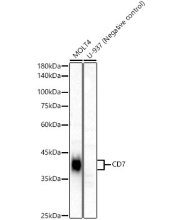 CD7 Rabbit Monoclonal Antibody