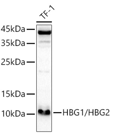 HBG1/HBG2 Rabbit Polyclonal Antibody