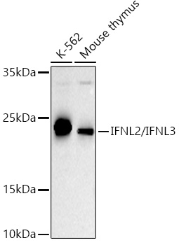 IFNL2/IFNL3 Rabbit Polyclonal Antibody