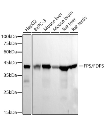 FPS/FDPS Rabbit Monoclonal Antibody