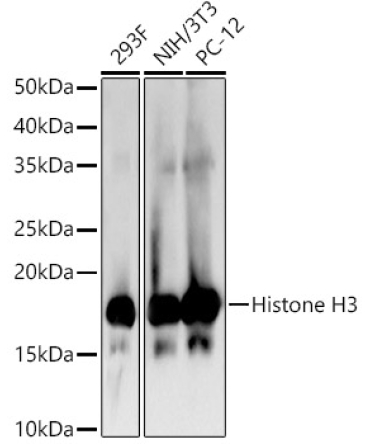 Histone H3 Rabbit Polyclonal Antibody