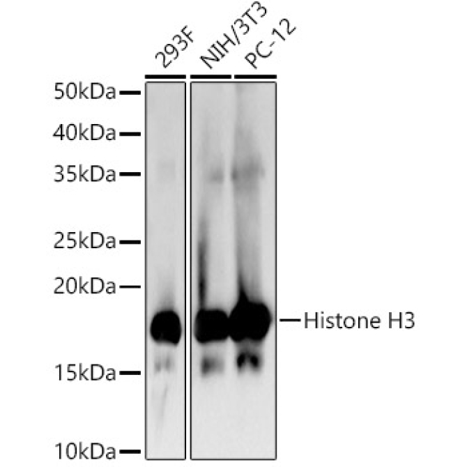 Histone H3 Rabbit Polyclonal Antibody