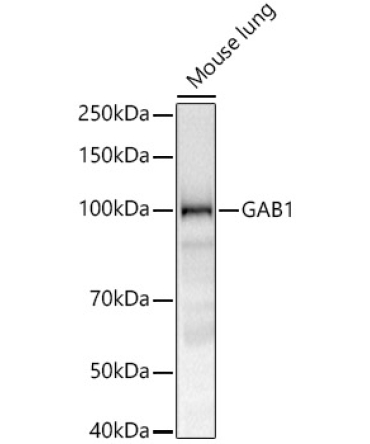 GAB1 Rabbit Monoclonal Antibody