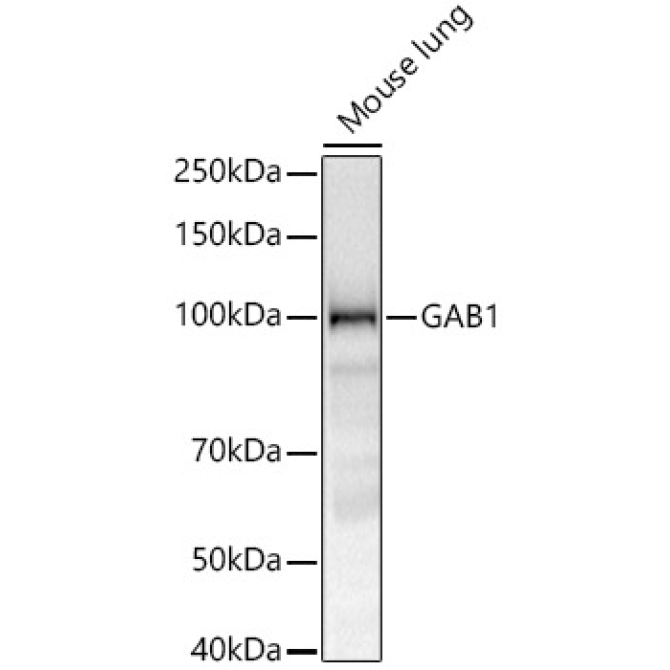GAB1 Rabbit Monoclonal Antibody