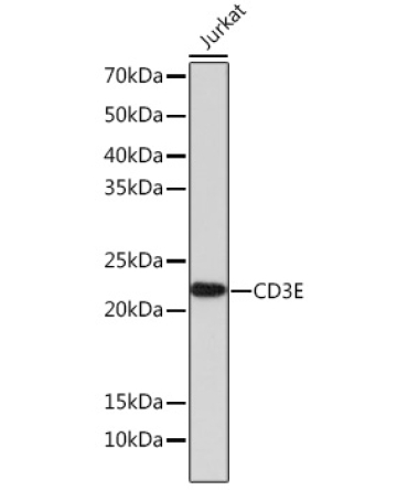 CD3E Rabbit Monoclonal Antibody