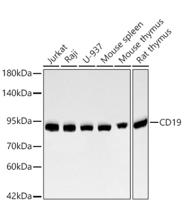 CD19 Rabbit Monoclonal Antibody