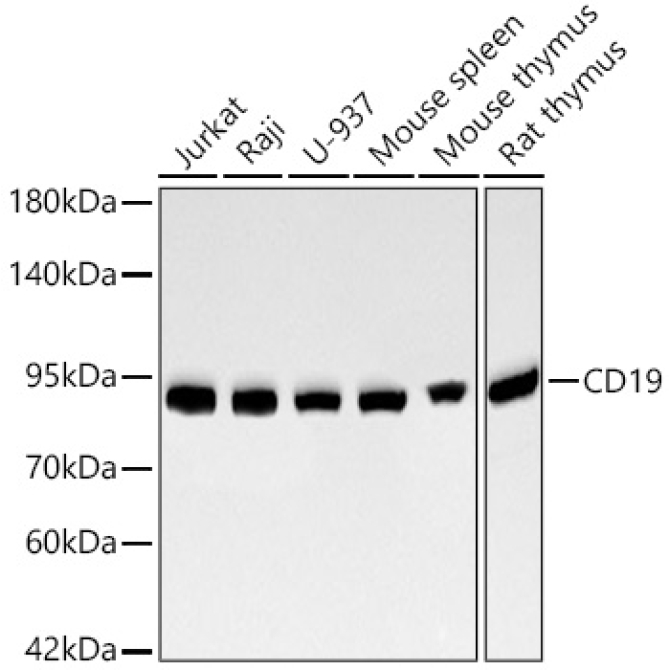 CD19 Rabbit Monoclonal Antibody
