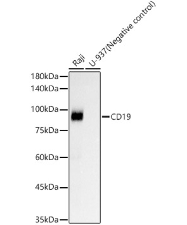 CD19 Rabbit Monoclonal Antibody