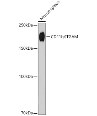 CD11b/ITGAM Rabbit Monoclonal Antibody