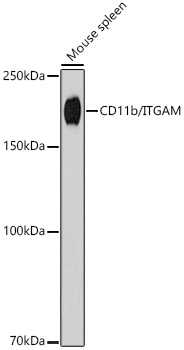 CD11b/ITGAM Rabbit Monoclonal Antibody