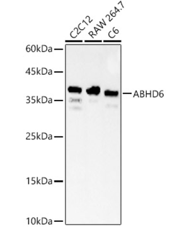 ABHD6 Rabbit Polyclonal Antibody