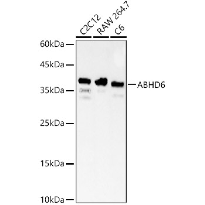 ABHD6 Rabbit Polyclonal Antibody