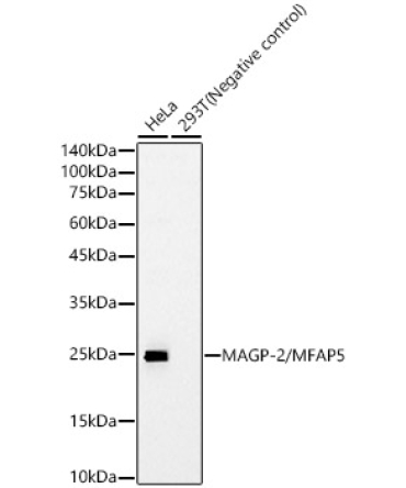 MAGP-2/MFAP5 Rabbit Monoclonal Antibody