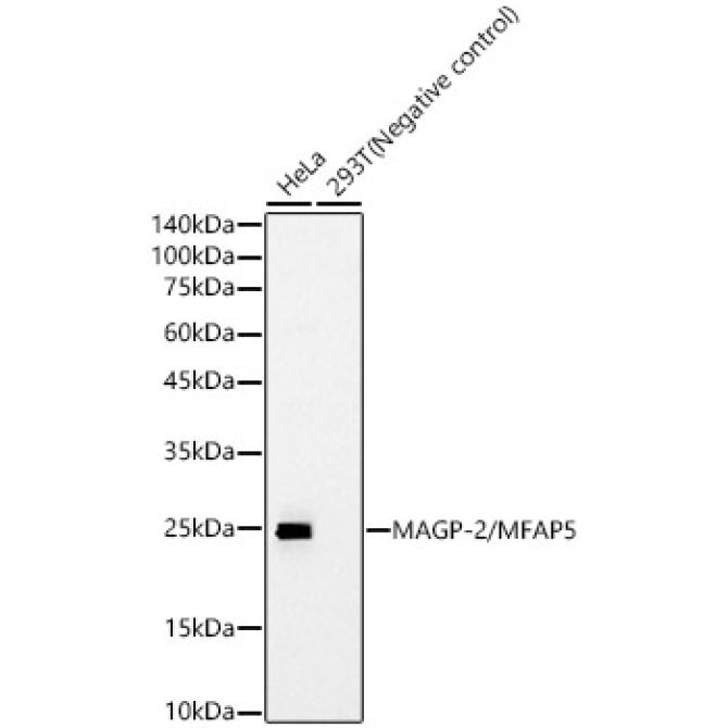 MAGP-2/MFAP5 Rabbit Monoclonal Antibody