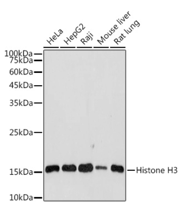 Histone H3 Rabbit Polyclonal Antibody