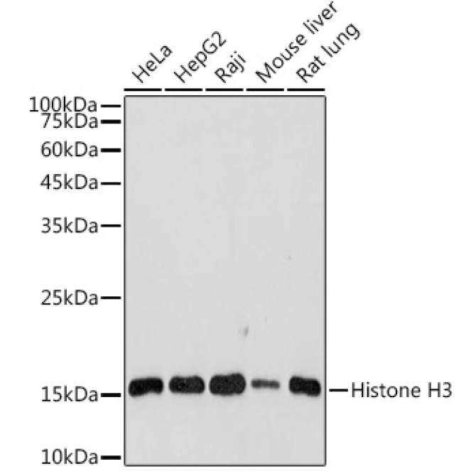 Histone H3 Rabbit Polyclonal Antibody