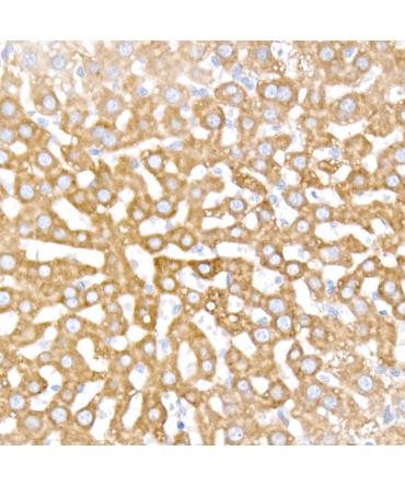 INSIG1 Rabbit Monoclonal Antibody