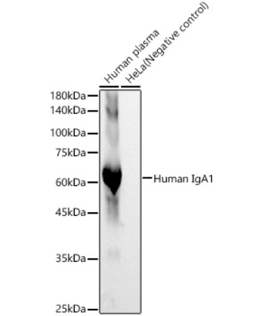 Human IgA1 Rabbit Monoclonal Antibody