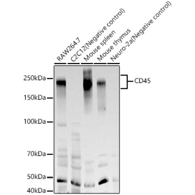 CD45 Rabbit Monoclonal Antibody