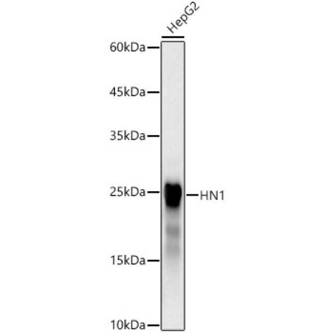 HN1 Rabbit Monoclonal Antibody