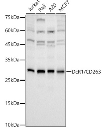 DcR1 / CD263 Rabbit Monoclonal Antibody