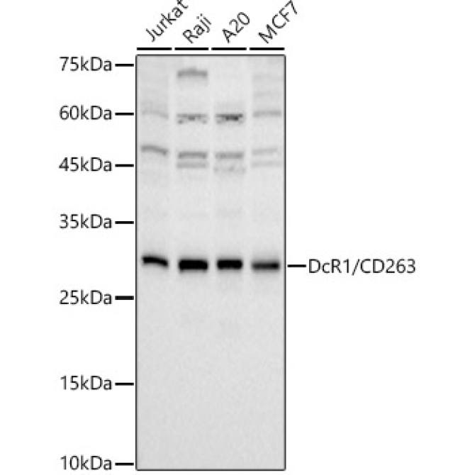 DcR1 / CD263 Rabbit Monoclonal Antibody