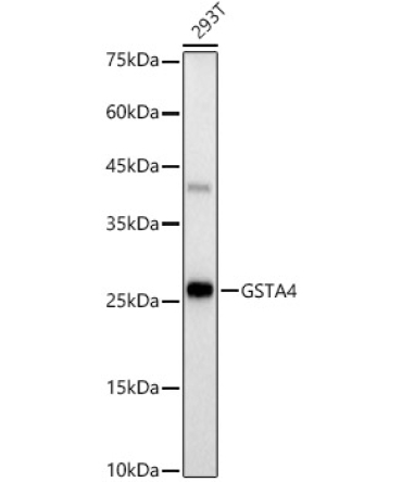 GSTA4 Rabbit Monoclonal Antibody
