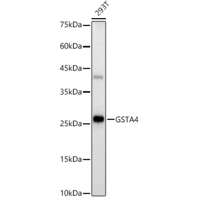 GSTA4 Rabbit Monoclonal Antibody