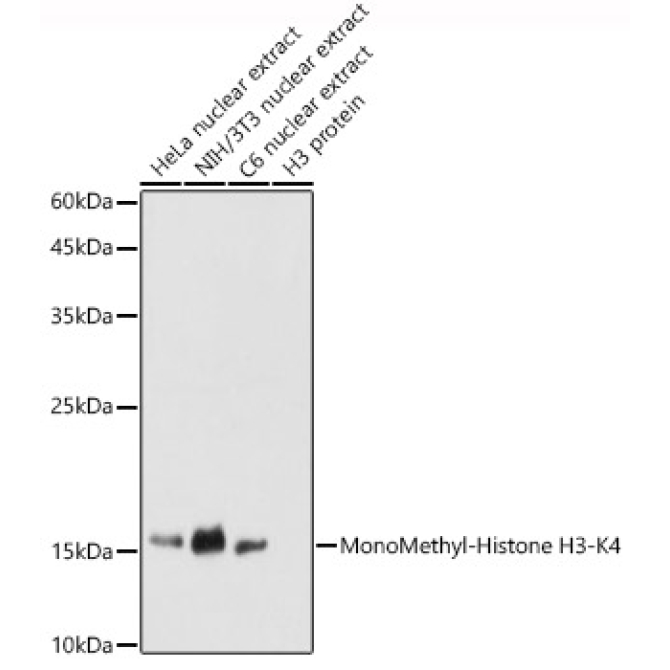 MonoMethyl-Histone H3-K4 Rabbit Polyclonal Antibody