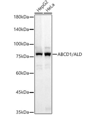 ABCD1 / ALD Rabbit Monoclonal Antibody