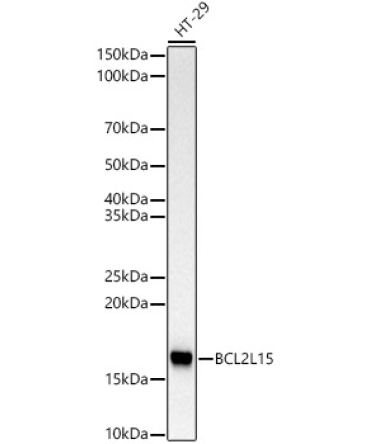 BCL2L15 Rabbit Monoclonal Antibody