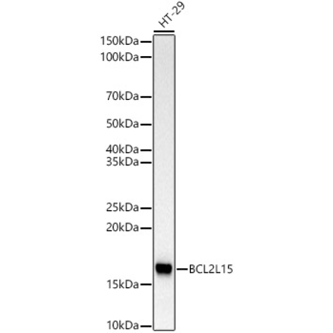 BCL2L15 Rabbit Monoclonal Antibody
