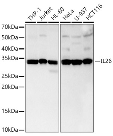 IL26 Rabbit Monoclonal Antibody