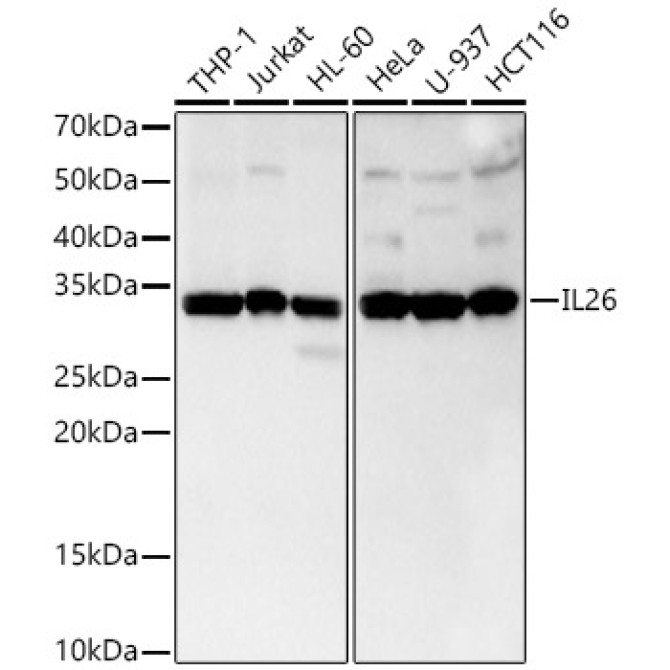 IL26 Rabbit Monoclonal Antibody