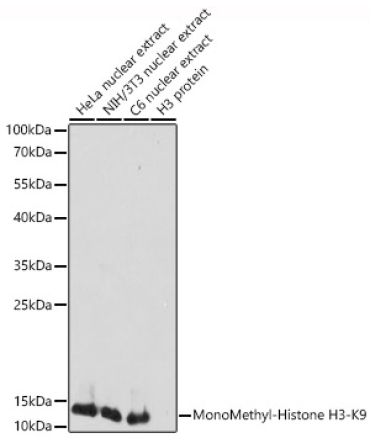 MonoMethyl-Histone H3-K9 Rabbit Polyclonal Antibody