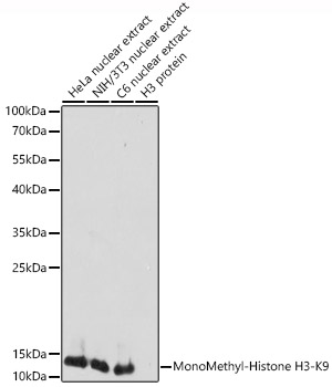 MonoMethyl-Histone H3-K9 Rabbit Polyclonal Antibody
