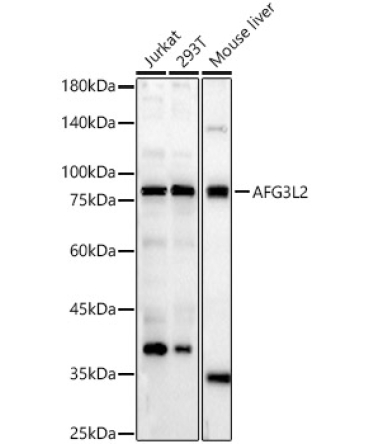 AFG3L2 Rabbit Polyclonal Antibody