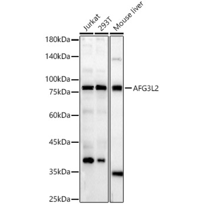AFG3L2 Rabbit Polyclonal Antibody