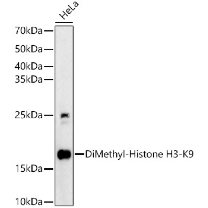 DiMethyl-Histone H3-K9 Rabbit Polyclonal Antibody