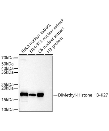 DiMethyl-Histone H3-K27 Rabbit Polyclonal Antibody