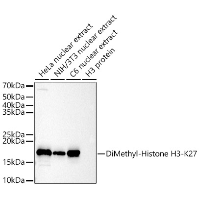 DiMethyl-Histone H3-K27 Rabbit Polyclonal Antibody