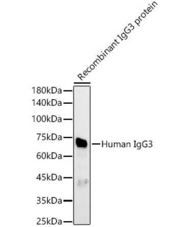 Human IgG3 Rabbit Polyclonal Antibody