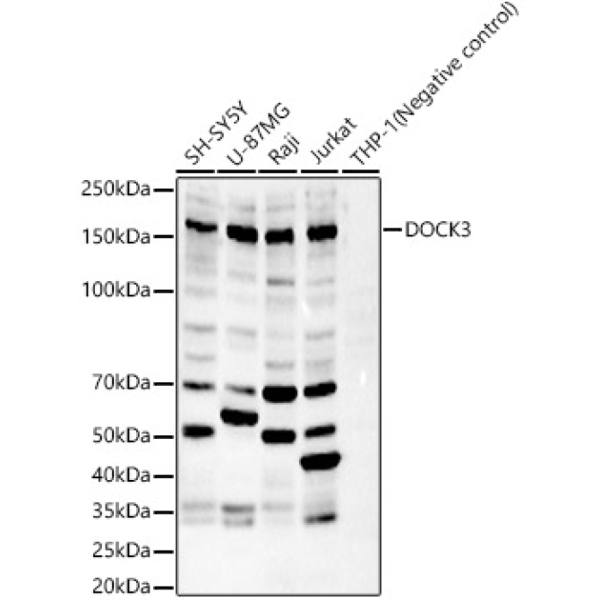 DOCK3 Rabbit Polyclonal Antibody