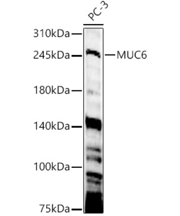 MUC6 Rabbit Polyclonal Antibody